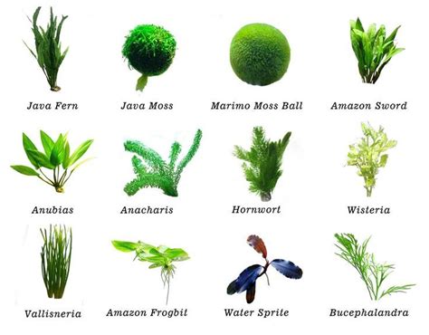 beta fish plant|9 Best Aquatic Plants for a Planted Betta Tank — Buce Plant.